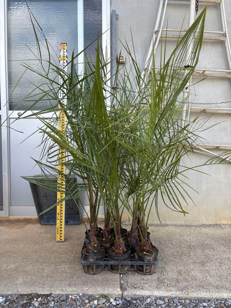 ココスヤシ 苗 5本セット 観葉植物 Amazon｜ココスヤシ苗 5本セット 耐寒性ヤシ｜観葉植物 オンライン通販